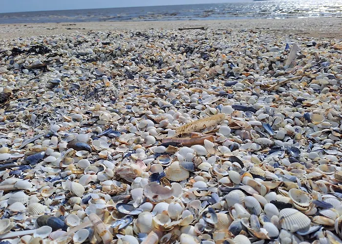 Sous Les Tilleuls * Saint-Brévin-les-Pins