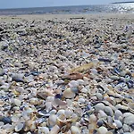 Sous Les Tilleuls * Saint-Brevin-les-Pins